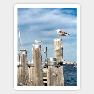 Seagulls, New York City Sticker